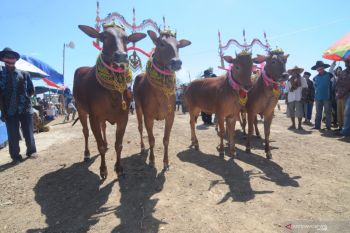Kontes sapi sonok