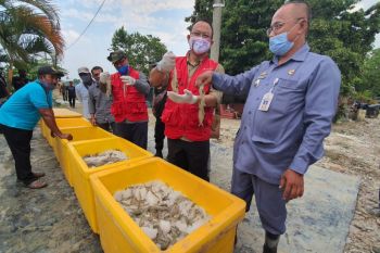 Pakan udang produksi Perum Perindo tebar perdana di tambak udang Bratasena