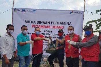 Pertamina bantu 219 petambak udang "naik kelas"