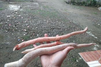 Petani Pesisir Selatan jadikan Ginseng sumber ekonomi dan akan dibudidayakan