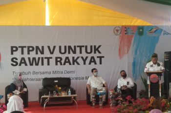 Senator dukung percepatan peremajaan sawit rakyat PTPN V