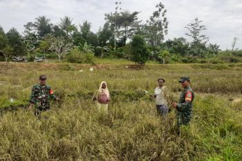 Prajurit TNI bantu warga kampung Kanggup panen padi