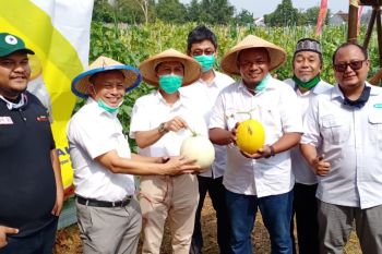 Unila miliki agrowisata buah melon