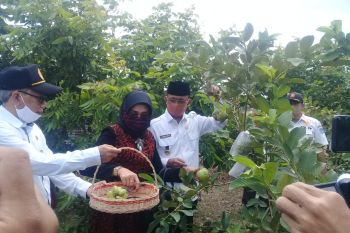 Wali Kota Mataram mencanangkan agrowisata hortikultura