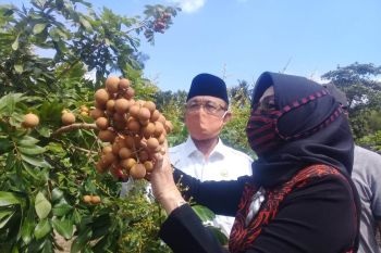 Distan Mataram akan mengembangkan agrowisata hortikultura di RTH Pagutan