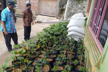 Cegah krisis pangan, warga Kudus optimalkan pemanfaatan pekarangan