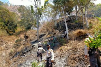 Ulah pemilik lahan lakukan Pembakaran, satu hektar Savana Sembalun terbakar (video)