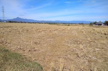 15 kecamatan di Lotim terancam kekeringan