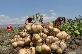 Panen Bengkoang di Ponorogo