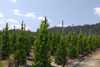 Harga lada di Belitung turun menjadi Rp72 ribu per Kg