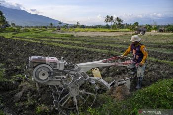 Sektor pertanian tahan terhadap dampak guncangan pandemi COVID-19