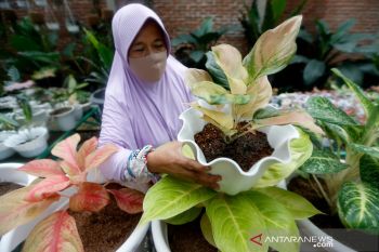 Tanaman hias aglonema