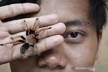 Peternak Tarantula di Garut