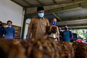 Bupati Temanggung minta industri rokok serap semua tembakau panenan petani