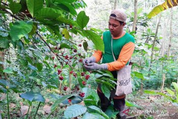 Produk Kopi Gucialit Lumajang dipasarkan juga ke luar negeri