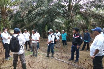 Holding Perkebunan Nusantara minta PTPN VII perbaiki manajemen panen
