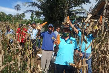 Lapas Lubukbasung panen jagung yang digarap melalui program asimilasi warga binaan