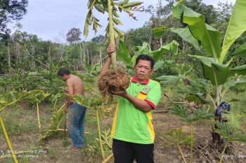 Kalsel dorong petani kembangkan ubi porang