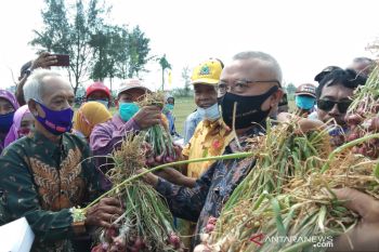 Bantul panen raya bawang merah dari lahan seluas 90 hektare