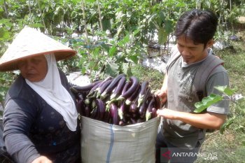 Harga sayuran di Rejang Lebong terjun bebas