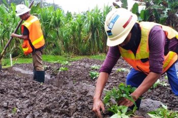 Hasil Penelitian UNIPA ungkap ekstrak tailing PTFI tingkatkan produksi pangan lokal