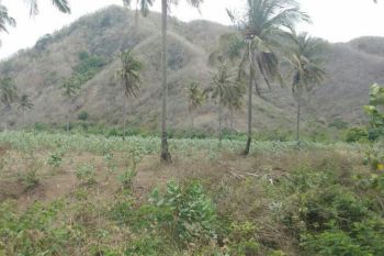 Persoalan tanah Tomang-Omang Desa Selong Belanak Loteng kembali mencuat