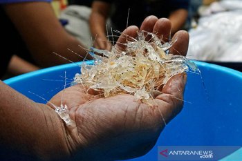 KKP hentikan sementara penerbitan surat izin ekspor benih lobster