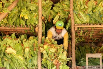 Ketum APTI sebut kenaikan tarif cukai semakin beratkan petani tembakau