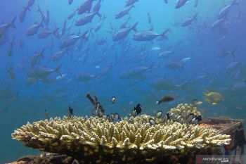 Biota laut pantai Bangsring