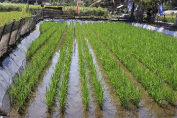 KKP dukung prospek wisata lahan budi daya ikan sistem minapadi