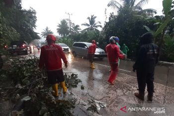Pohon Tumbang di Jalan Raya Padang-Solok, PT Semen Padang kerahkan relawan TRC
