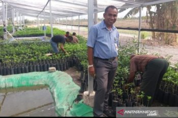 Sumba Tengah potensial jadi lokasi "food estate"