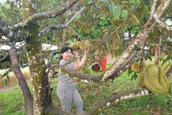 DPRD Gorontalo Utara dukung cita-cita Bupati Indra Yasin kembangkan potensi wisata buah
