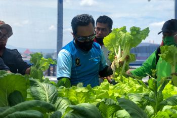 SMP Piri Yogyakarta manfaatkan rooftop guna budidaya sayur hidroponik