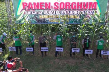 Bupati Situbondo: sorgum solusi peternak di musim kemarau
