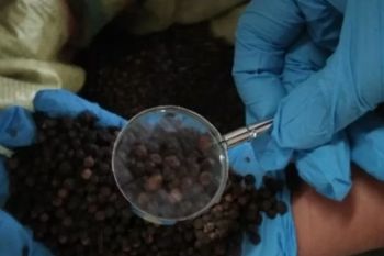 DRI sarankan Lampung kembangkan agroindustri lada