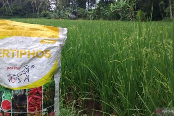 Pupuk subsidi di Tanah Datar hanya bisa memenuhi 30 persen kebutuhan petani