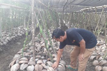 Warga Sungai Aur Pasaman Barat mulai melirik tanaman vanili