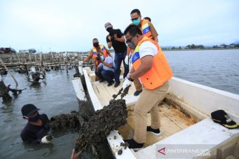 Wali kota terus kembangkan budidaya tiram di tengah COVID-19