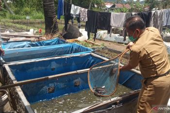 Produksi ikan air tawar di  Agam mencapai 9.500,83 hingga Juni 2020