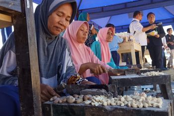 Bappeda Lombok Utara respon keinginan petani jambu mete