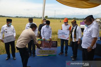 Presiden bantu sapi untuk petani di Aceh