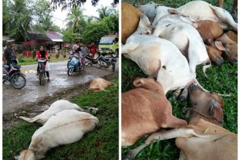 Heboh! 13 ekor bergelimpangan tewas disambar petir