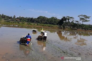 Dinas Pertanian Cilacap minta petani lakukan percepatan tanam