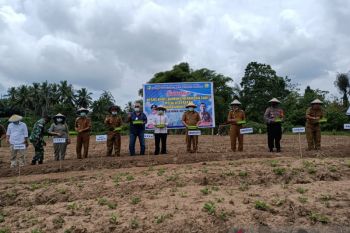 Pemkab Morowali Utara dukung upsus tanam bawang merah-cabai