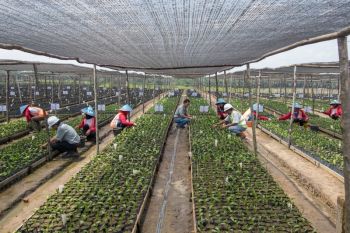 Cargill gandeng YIDH dorong produktivitas lahan ribuan petani swadaya di Sumsel dan Kalbar