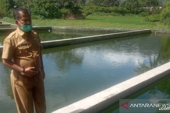 Permintaan ikan nila-mas di Agam berkurang selama COVID-19