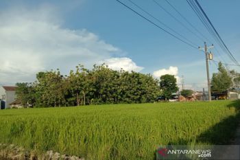 Kemarau 2020 tidak pengaruhi kegiatan pertanian di Bantul