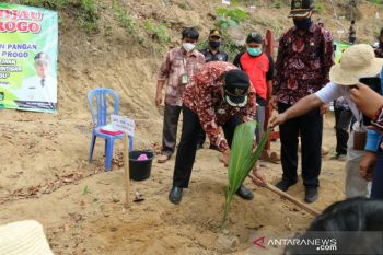 Kulon Progo remajakan tanaman kelapa seluas lima hektare