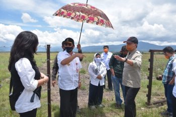 Gubernur Sulteng tinjau lokasi penggembalaan sapi di Poso